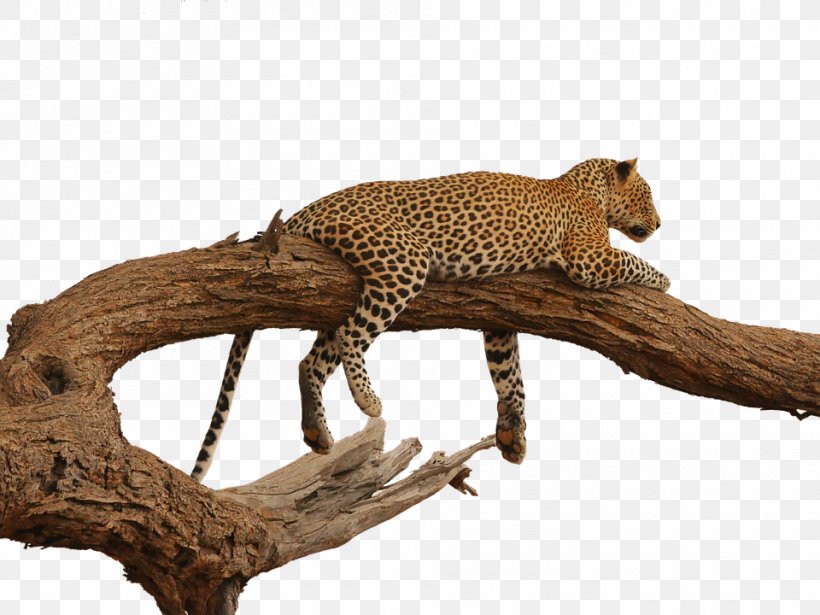 Leopard Felidae Clip Art Image, PNG, 960x720px, Leopard, Animal Figure, Big Cats, Carnivoran, Cat Like Mammal Download Free