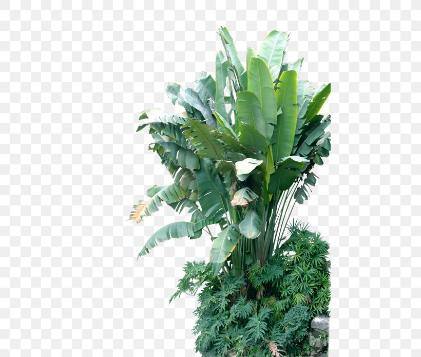 Musa Basjoo Leaf Banana Plant, PNG, 468x695px, Plant, Banana, Banana Leaf, Evergreen, Flowerpot Download Free