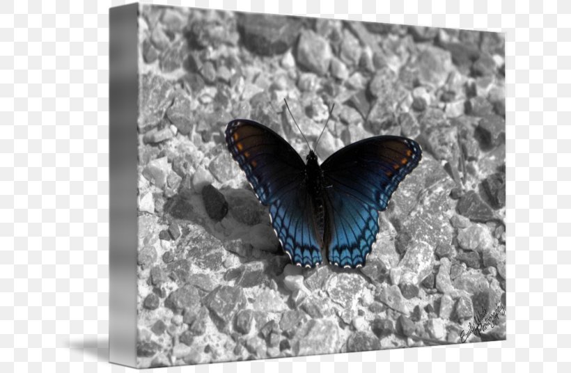 Nymphalidae Lycaenidae Butterfly Cobalt Blue, PNG, 650x536px, Nymphalidae, Blue, Brush Footed Butterfly, Butterfly, Cobalt Download Free