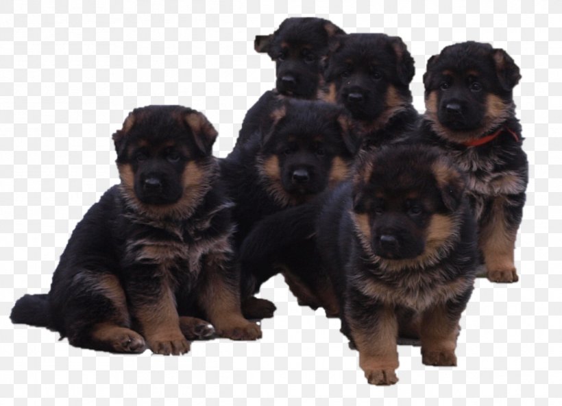 Puppy Rottweiler Beauceron Dog Breed Litter, PNG, 1243x898px, Puppy, Beauceron, Breed, Carnivoran, Chios Download Free