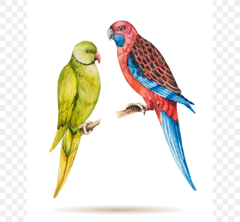 Bird Parrot, PNG, 635x759px, Parrot, Beak, Bird, Budgie, Crimson Rosella Download Free