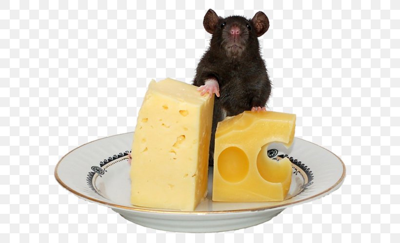 Computer Mouse Rodent Cheese Mousetrap, PNG, 600x500px, Computer Mouse, Apartment, Bottle, Bread, Cheese Download Free