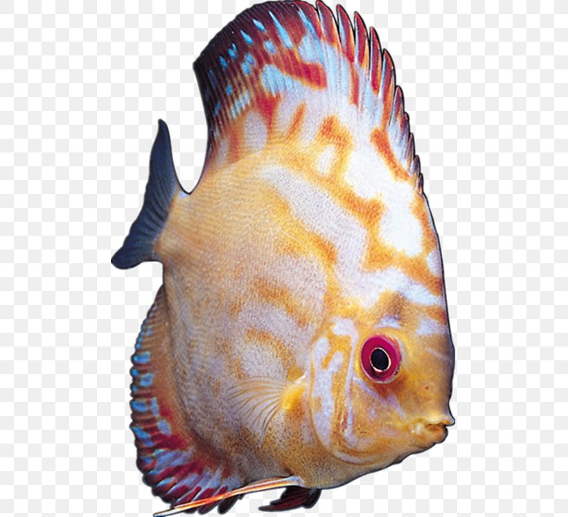 Image Cichlid Ornamental Fish, PNG, 500x746px, Cichlid, Animal, Aquarium, Bloodred Parrot Cichlid, Conch Download Free