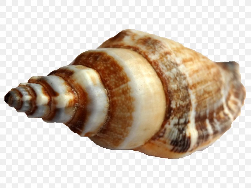 Shankha Seashell Sea Snail Conchology, PNG, 1024x768px, Shankha, Cereal, Conch, Conchology, Invertebrate Download Free