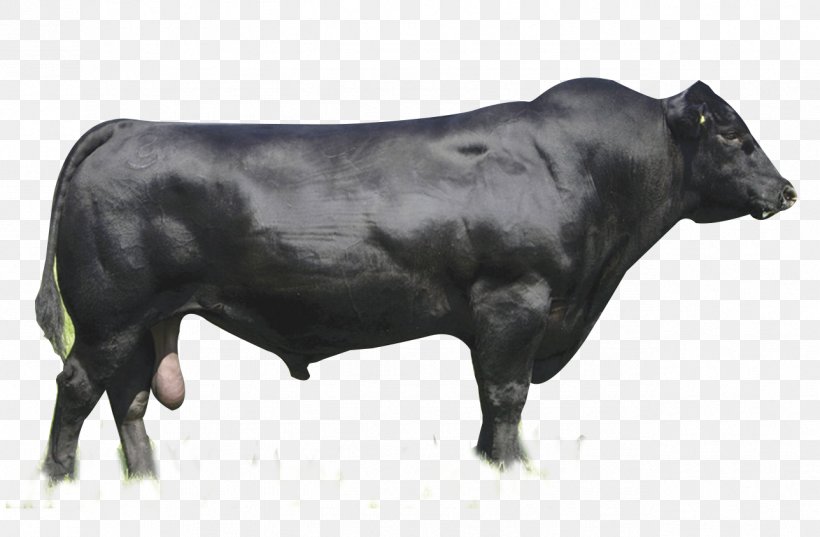 Angus Cattle Brangus Limousin Cattle Aberdeen Brahman Cattle, PNG, 1288x845px, Angus Cattle, Aberdeen, Animal Husbandry, Barzona, Brahman Cattle Download Free