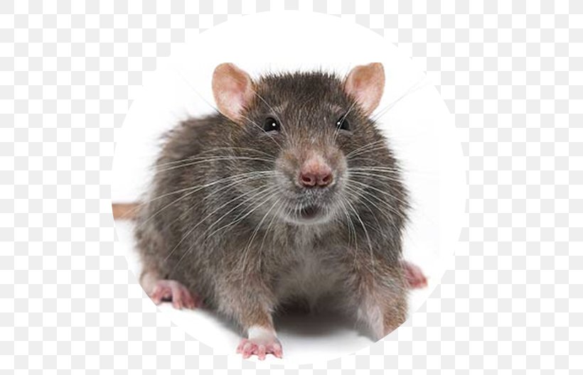 Brown Rat Mouse Rodent Black Rat Pest Control, PNG, 534x528px, Brown Rat, Bandicoot, Black Rat, Cat, Dormouse Download Free