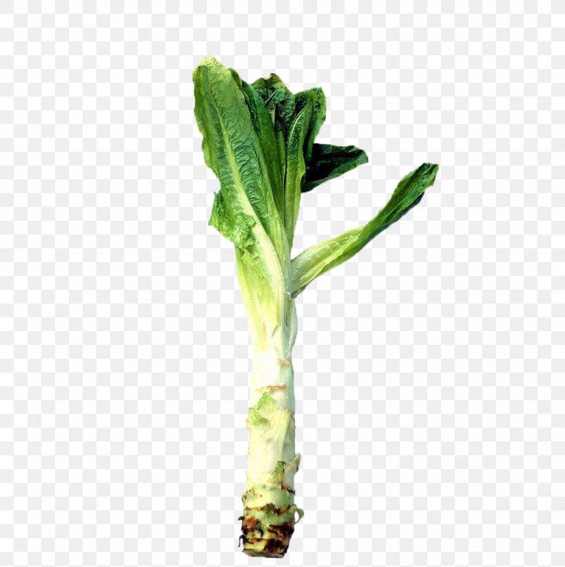Celtuce Horseradish Leaf Root Food, PNG, 1021x1024px, Celtuce, Cabbage, Cooking, Food, Herb Download Free