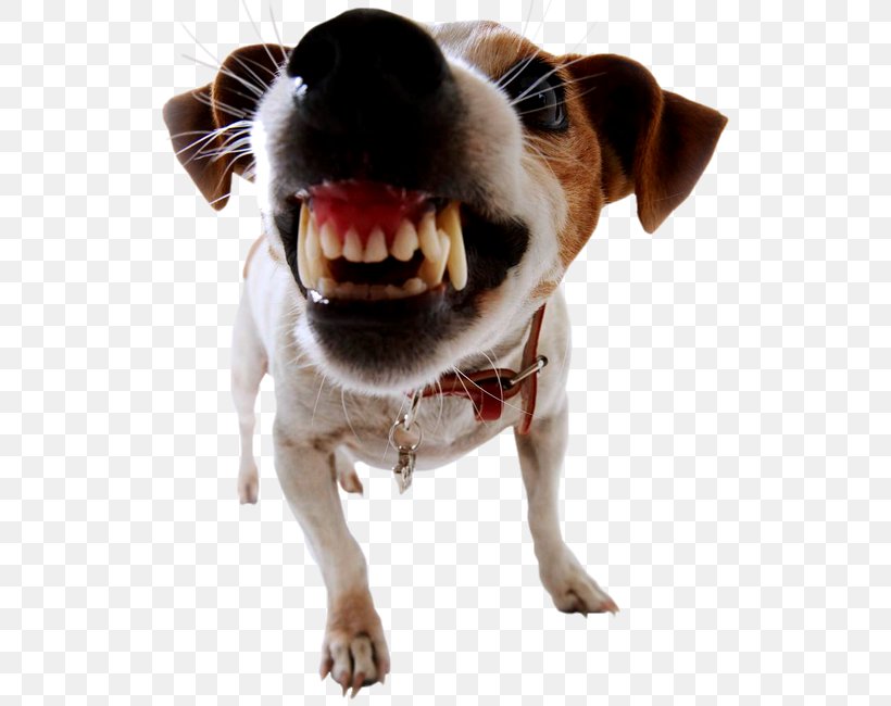 Dog Bite Prevention Biting Pet, PNG, 532x650px, Dog, Biting, Carnivoran, Companion Dog, Dangerous Dogs Act 1991 Download Free