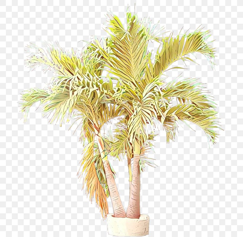 Palm Tree, PNG, 706x800px, Tree, Arecales, Date Palm, Desert Palm, Flowerpot Download Free