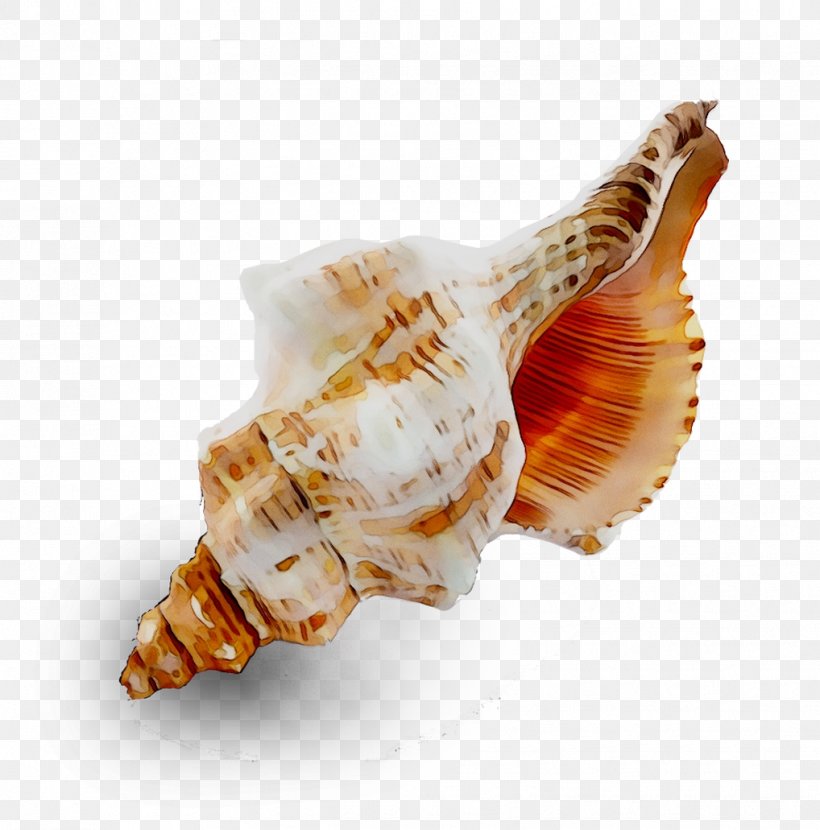Seashell Conchology Trumpet Cockle, PNG, 1018x1031px, Seashell, Cockle, Conch, Conchology, Geography Cone Download Free