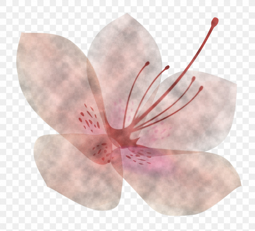 Azalea Spring Flower Azalea Flower, PNG, 3000x2728px, Azalea, Azalea Flower, Blossom, Cherry Blossom, Flower Download Free