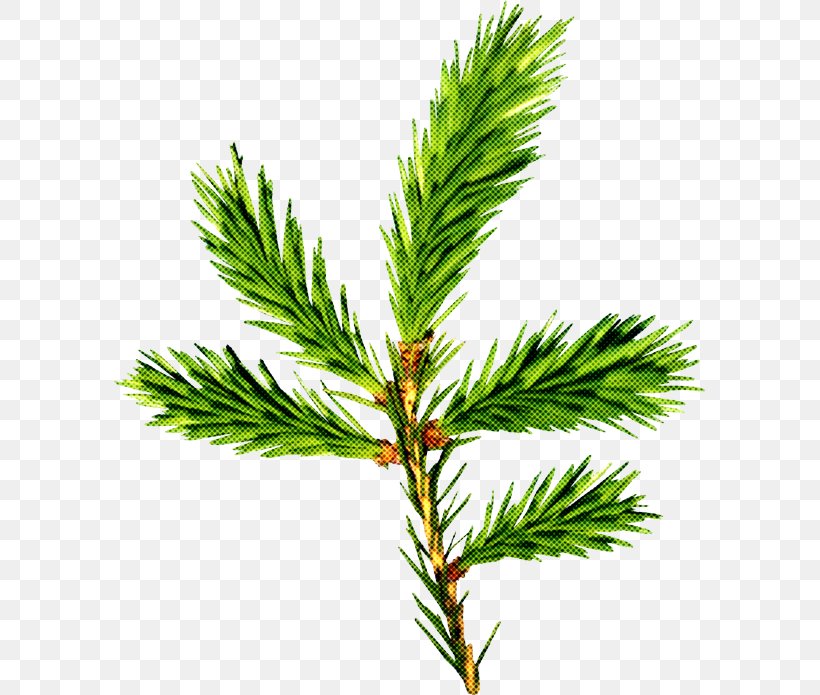 Columbian Spruce Shortleaf Black Spruce White Pine Yellow Fir Jack Pine, PNG, 591x695px, Columbian Spruce, Canadian Fir, Jack Pine, Loblolly Pine, Red Pine Download Free