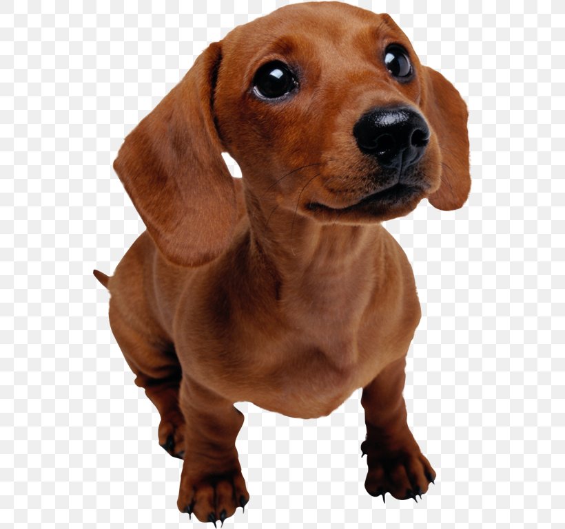 Dachshund Puppy Veterinarian Pet, PNG, 550x769px, Dachshund, Breed, Carnivoran, Companion Dog, Dog Download Free