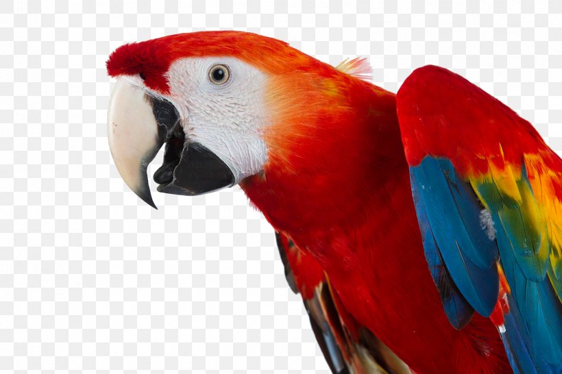 Exotic Shorthair Macaw Bird Pet Animal, PNG, 1684x1123px, Exotic Shorthair, Animal, Beak, Bird, Common Pet Parakeet Download Free