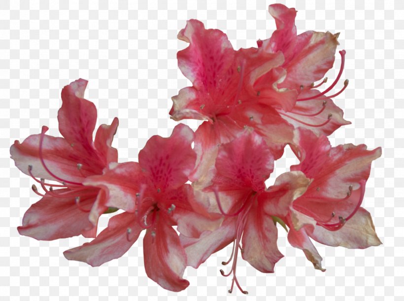 Flower Pink White Clip Art, PNG, 1024x763px, Flower, Azalea, Color, Flowering Plant, Green Download Free