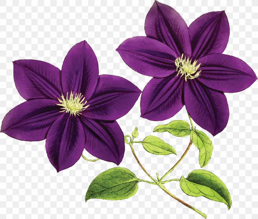 Purple Flower Violet Blue Clip Art, PNG, 4000x3397px, Purple, Blue, Clematis, Color, Flower Download Free