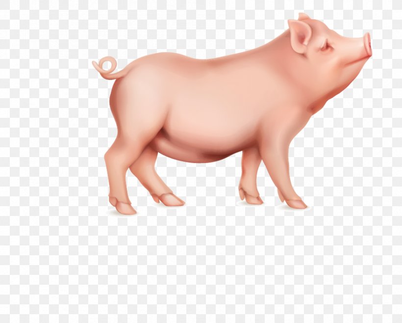 Domestic Pig Stock Illustration Illustration, PNG, 896x719px, Domestic Pig, Livestock, Mammal, Mouth, Neck Download Free