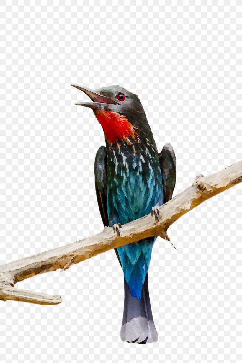 Feather, PNG, 1200x1800px, Watercolor, Beak, Coraciiformes, Feather, Paint Download Free