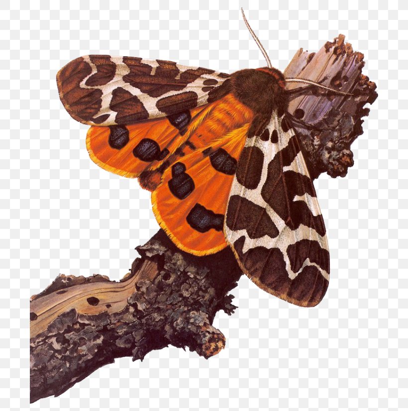 Garden Tiger Moth Butterfly Art, PNG, 700x826px, Moth, Arctia, Art, Arthropod, Brush Footed Butterfly Download Free