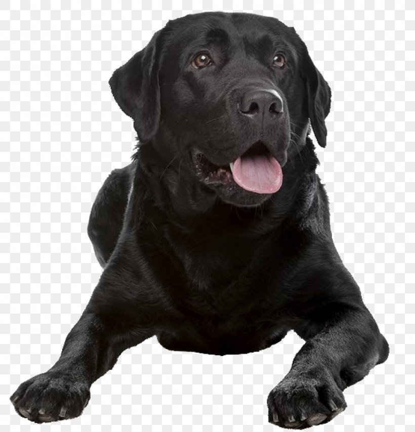Labrador Retriever Flat-Coated Retriever Dog Breed Shar Pei Companion Dog, PNG, 960x1000px, Labrador Retriever, Borador, Border Collie, Carnivoran, Collie Download Free