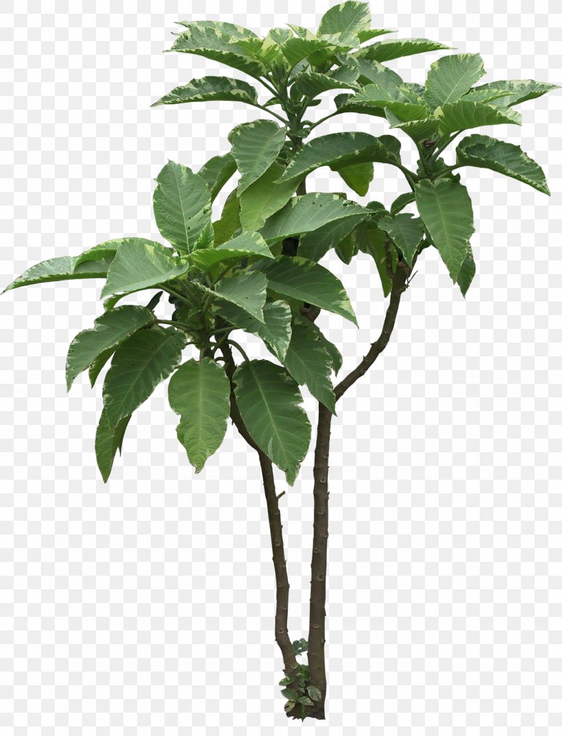 Tree Plant Arecaceae, PNG, 1386x1816px, Tree, Arecaceae, Branch, Flowerpot, Garden Download Free