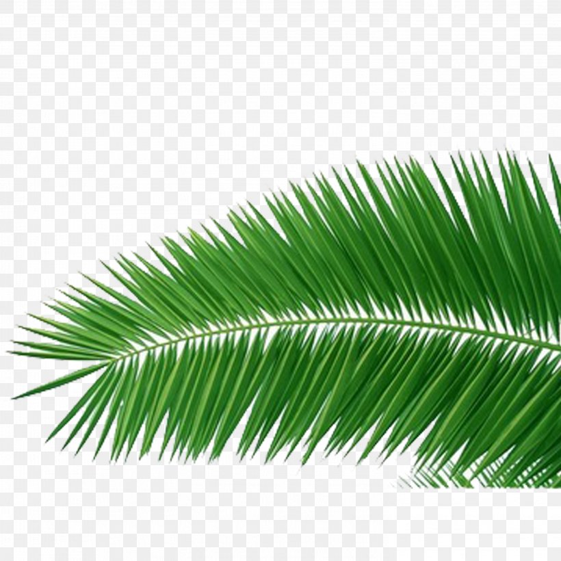 Coconut Arecaceae Clip Art, PNG, 2953x2953px, Coconut, Arecaceae, Arecales, Color, Grass Download Free