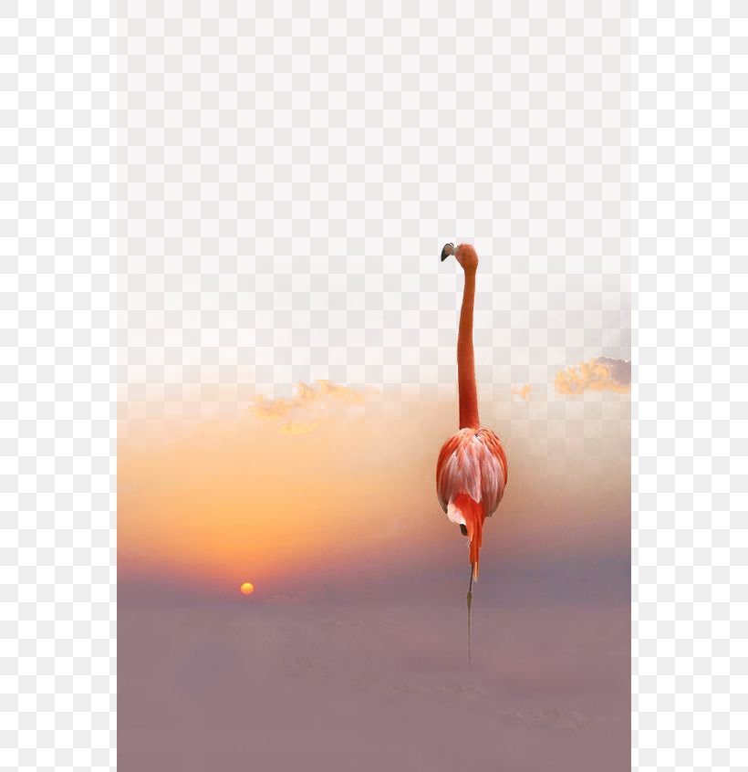 Greater Flamingo Bird, PNG, 564x846px, Flamingo, Animal, Art, Beauty, Bird Download Free