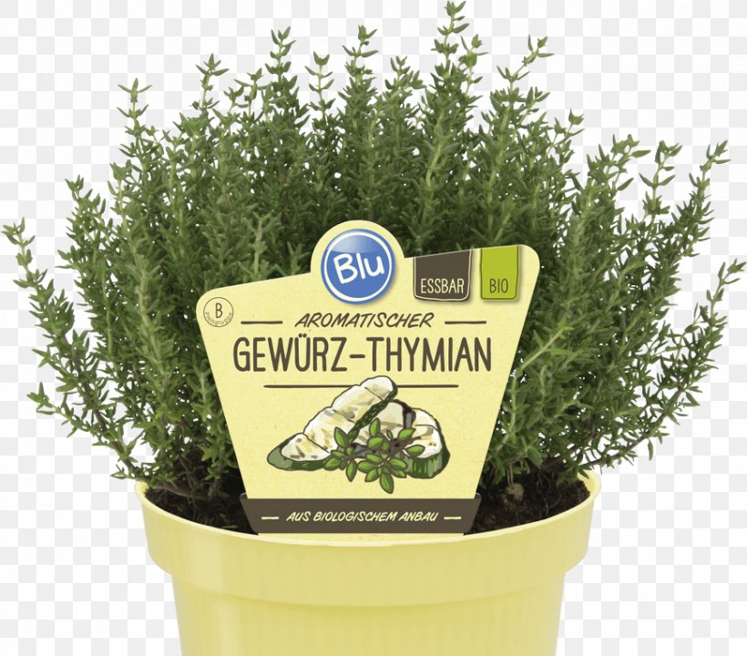 Herb Garden Thyme Basil Marjoram Rosemary, PNG, 870x764px, Herb, Basil, Chives, Flowerpot, Garden Thyme Download Free