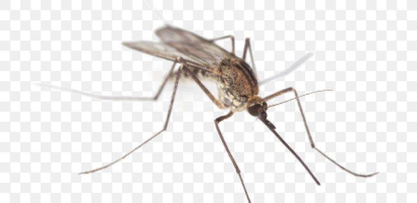 Mosquito Control Insect Zika Virus West Nile Fever, PNG, 800x400px, Mosquito, Arthropod, Chikungunya Virus Infection, Cricket, Dengue Download Free