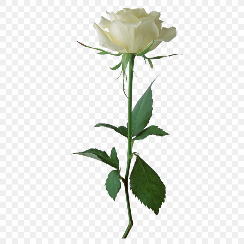 Rose White Flower Clip Art, PNG, 1024x1024px, Rose, Color, Cut Flowers, Floral Design, Floristry Download Free