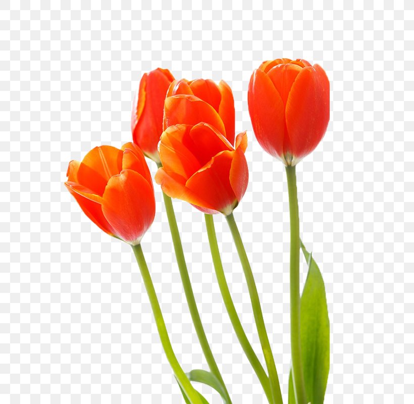 Tulip Red Cut Flowers, PNG, 800x800px, Tulip, Cut Flowers, Designer, Flower, Flower Bouquet Download Free