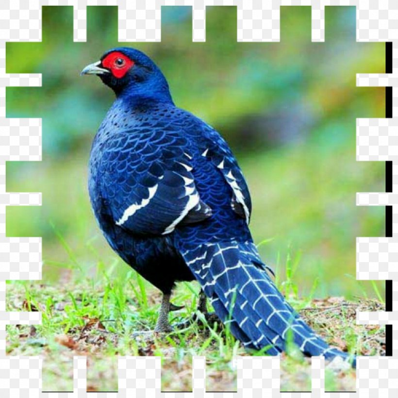 Bird Mikado Pheasant Ring-necked Pheasant Partridge, PNG, 1024x1024px, Bird, Alectoris, Beak, Blue, Common Quail Download Free