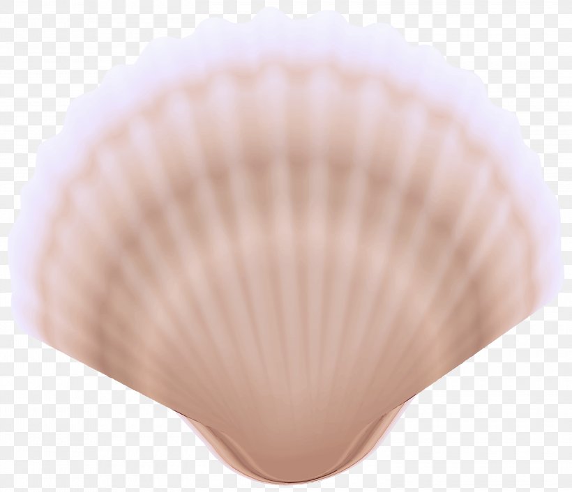 Bivalve Cockle Shell Clam Pink, PNG, 3000x2586px, Bivalve, Beige, Clam, Cockle, Pink Download Free