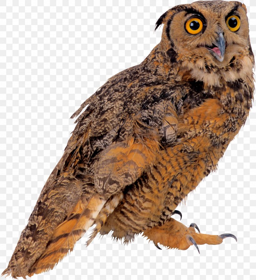 Sovunya Bird True Owl Clip Art, PNG, 2101x2298px, Owl, Beak, Bird, Bird Of Prey, Falcon Download Free