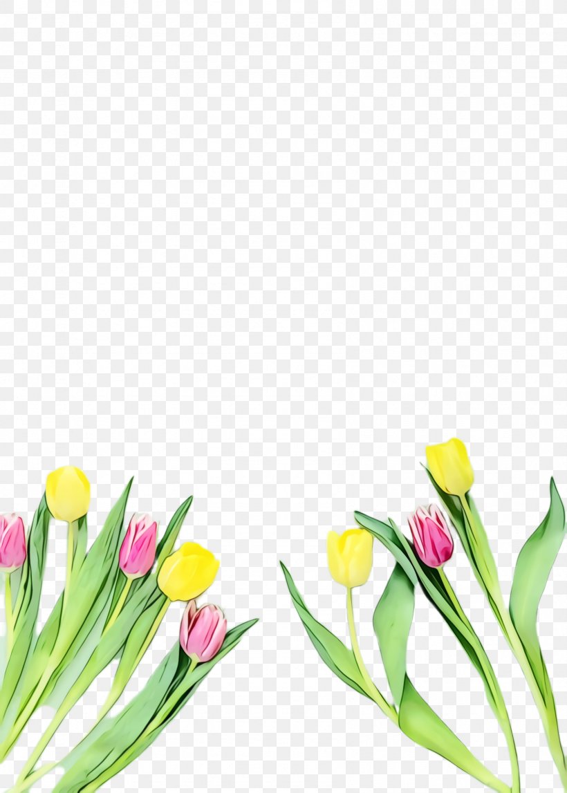 Lily Flower Cartoon, PNG, 1692x2368px, Tulip, Blossom, Bouquet, Bud, Cut Flowers Download Free