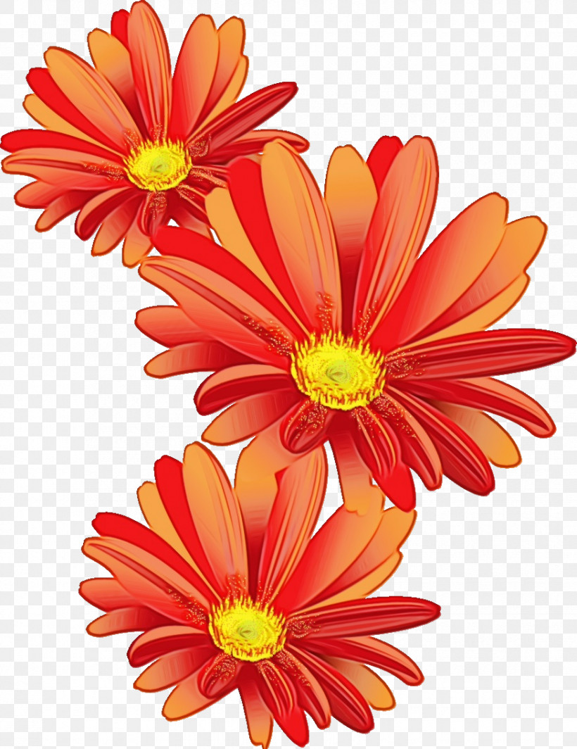 Orange, PNG, 875x1136px, Gerbera, Annual Plant, Chrysanthemum, Course, Cut Flowers Download Free