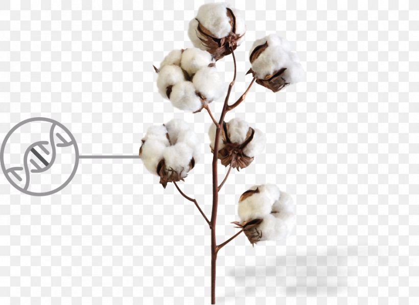 Sea Island Cotton Plant Fiber Textile, PNG, 944x687px, Sea Island Cotton, Bed Sheets, Body Jewelry, Branch, Cellulose Download Free