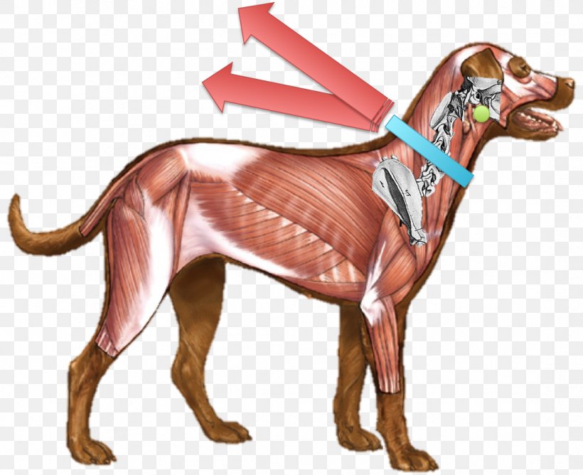 Dog Anatomy Muscle Muscular System, PNG, 1094x892px, Dog, Anatomia Animal, Anatomy, Animal Figure, Arm Download Free