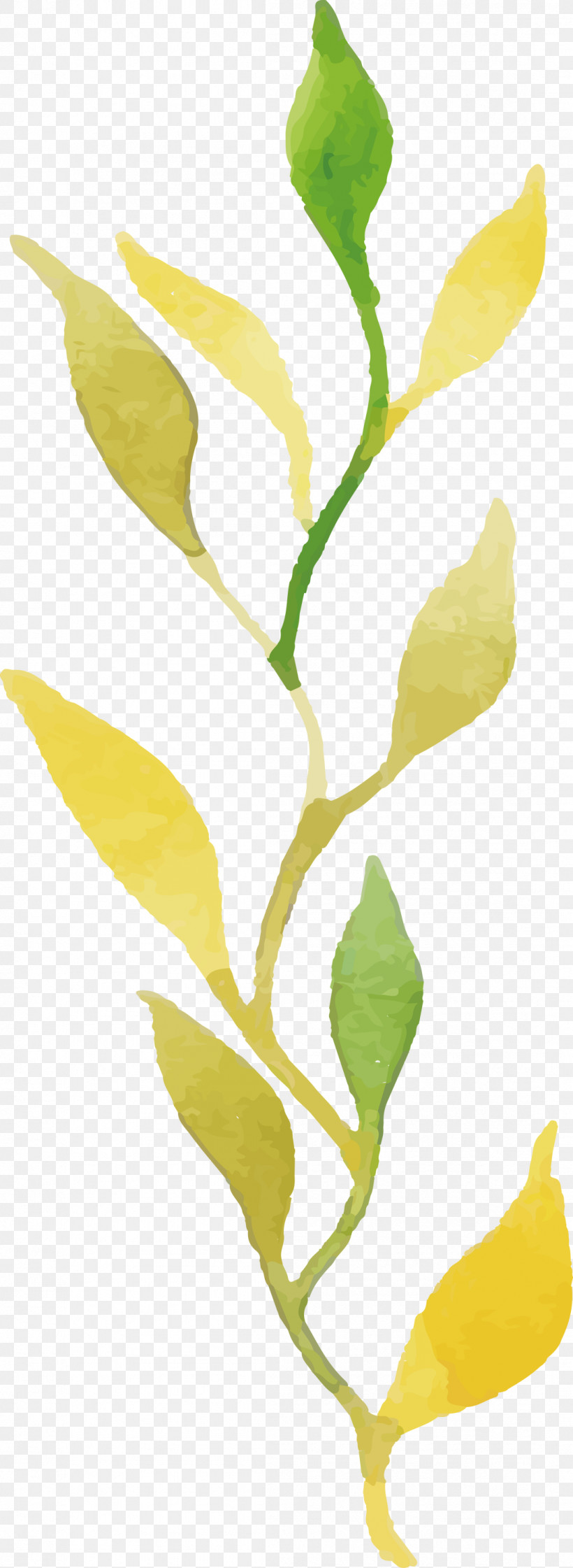 Plant Stem Petal Leaf Twig Yellow, PNG, 1097x3000px, Watercolor Autumn, Biology, Colorful Leaf, Flower, Leaf Download Free