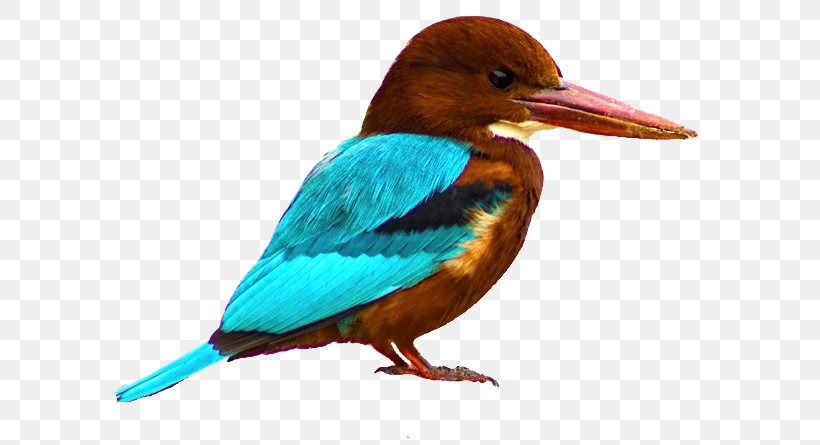 Bird White-mantled Kingfisher Glittering Kingfisher White-throated Kingfisher, PNG, 624x445px, Bird, Beak, Belted Kingfisher, Coraciiformes, Fauna Download Free