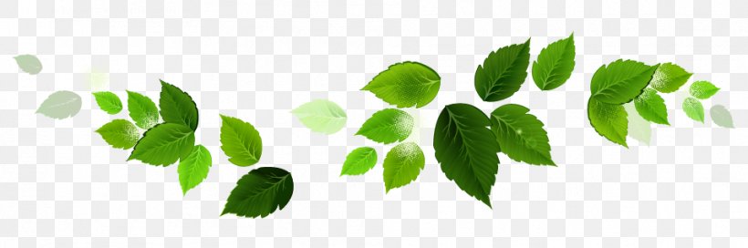 Green Leaf Plant Stem Font, PNG, 958x318px, Green, Branch, Grass, Leaf, Organism Download Free