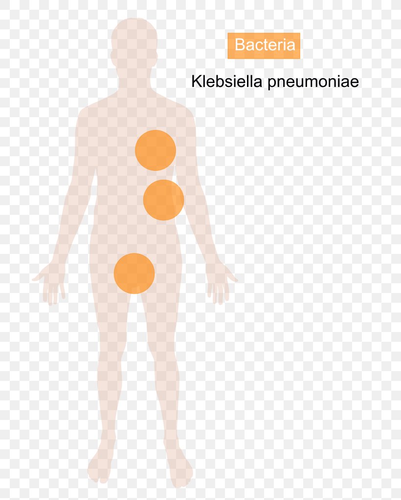 Klebsiella Pneumoniae Klebsiella Oxytoca Bacteria Disease Streptococcus Pneumoniae, PNG, 724x1024px, Watercolor, Cartoon, Flower, Frame, Heart Download Free