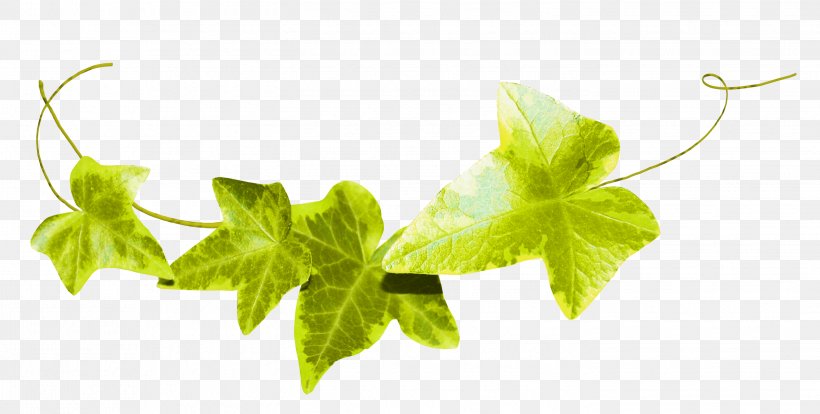 Leaf Fond Blanc Ivy Clip Art, PNG, 2845x1437px, Leaf, Bindweed, Blue Rose, Branch, Flower Download Free
