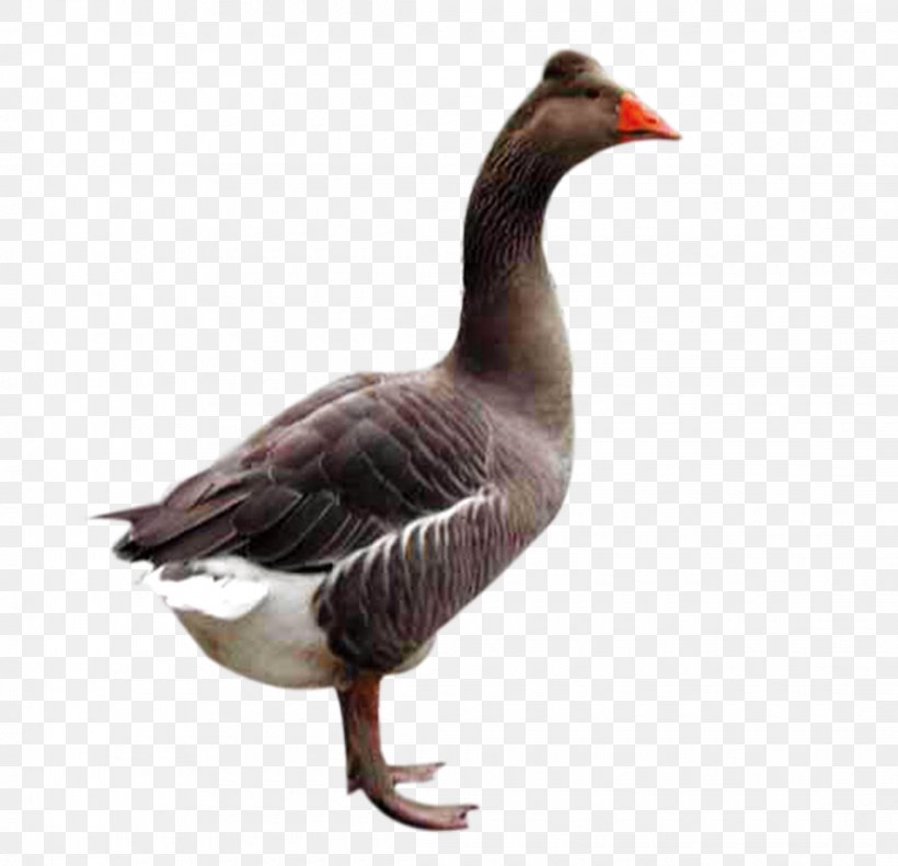 Domestic Goose Duck Bird, PNG, 2220x2143px, Goose, Anatidae, Beak, Bird, Black Swan Download Free