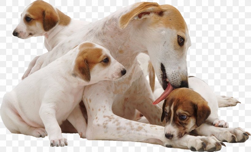 English Foxhound Beagle American Foxhound Jack Russell Terrier Lurcher, PNG, 1299x790px, English Foxhound, American Foxhound, Beagle, Border Collie, Companion Dog Download Free