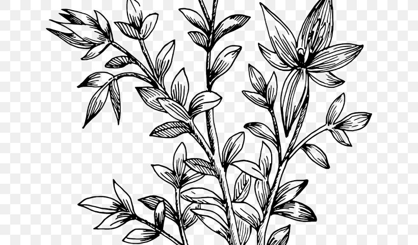 Flower Plant Leaf Pedicel Plant Stem, PNG, 640x480px, Flower, Herbaceous Plant, Leaf, Pedicel, Plant Download Free