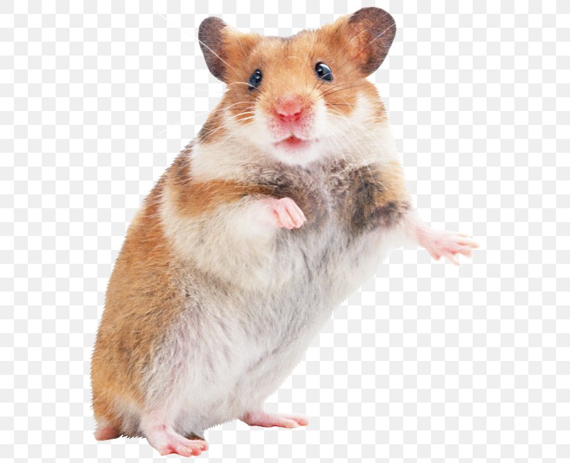 Golden Hamster Gerbil Mouse Hamster Care, PNG, 629x667px, Hamster, Cage, Dormouse, Fauna, Fur Download Free