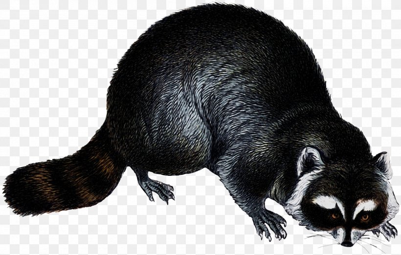 Tasmanian Devil Cartoon, PNG, 1800x1147px, Raccoon, Animal, Blackfooted Ferret, Claw, Eastern Gray Squirrel Download Free