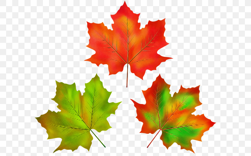 Maple Leaf, PNG, 600x510px, Leaf, Black Maple, Deciduous, Maple, Maple Leaf Download Free