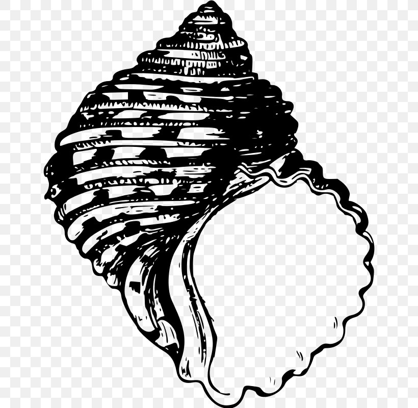 Animal Illustrations Seashell Gastropod Shell, PNG, 650x800px, Animal Illustrations, Art, Black, Black And White, Conch Download Free